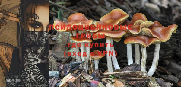 шишки Надым